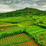 Hamparan sawah bertingkat di Jawa Barat yang menggambarkan sektor agrikultur tanaman pangan Indonesia